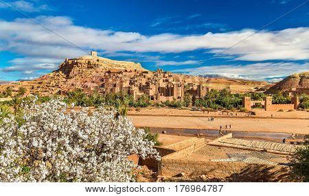 Ait Benhaddou and fruit tree blossoms - Morocco, North Africa