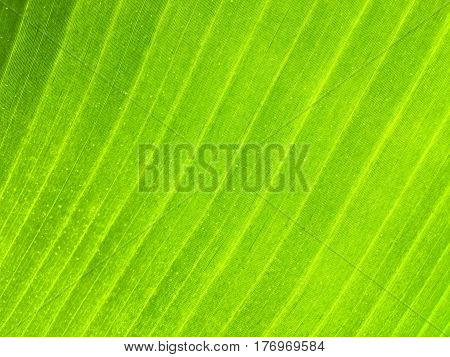 texture of banana leaf in general nature