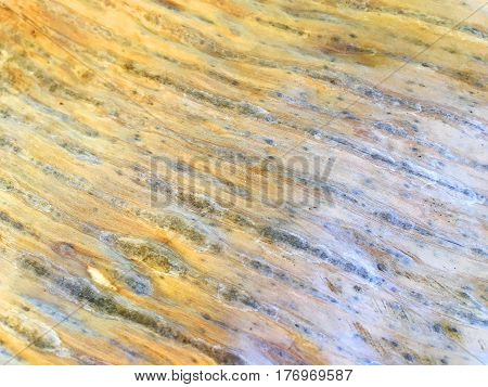 texture of banana leaf in general nature