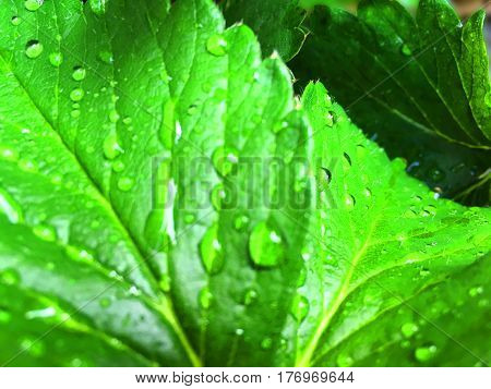 water drop on strawberry leaf in nature
