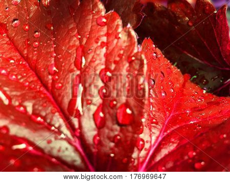 water drop on strawberry leaf in nature