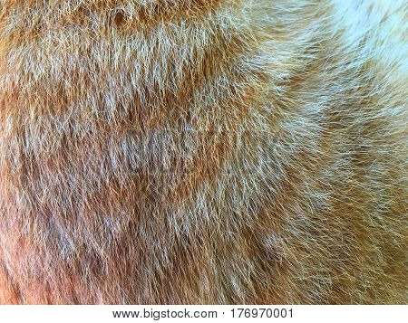 texture of fur hair of black and brown cat