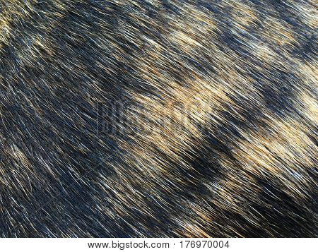 texture of fur hair of black and brown cat