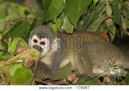 Squirrel_monkey