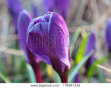 Purple spring crocus Crocus vernus in the park. Saffron flower. Close Up