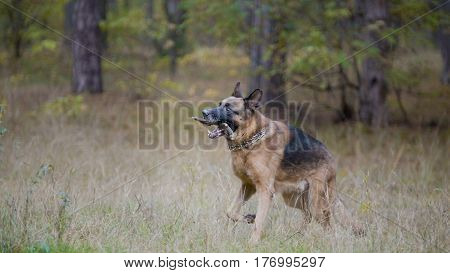 A Dog Male - German shepherd walking in autumn forest - playing with its stick, telephoto