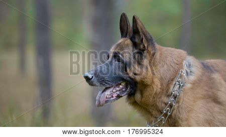 Portrait of german shepherd walking in autumn forest, telephoto