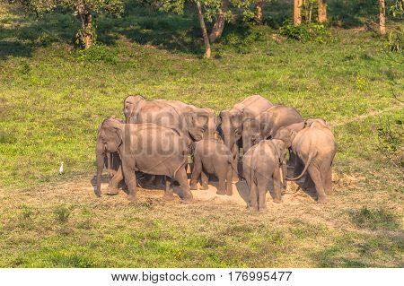 a family of elephant are walking crossing the road in the jungle passing cars of tourists