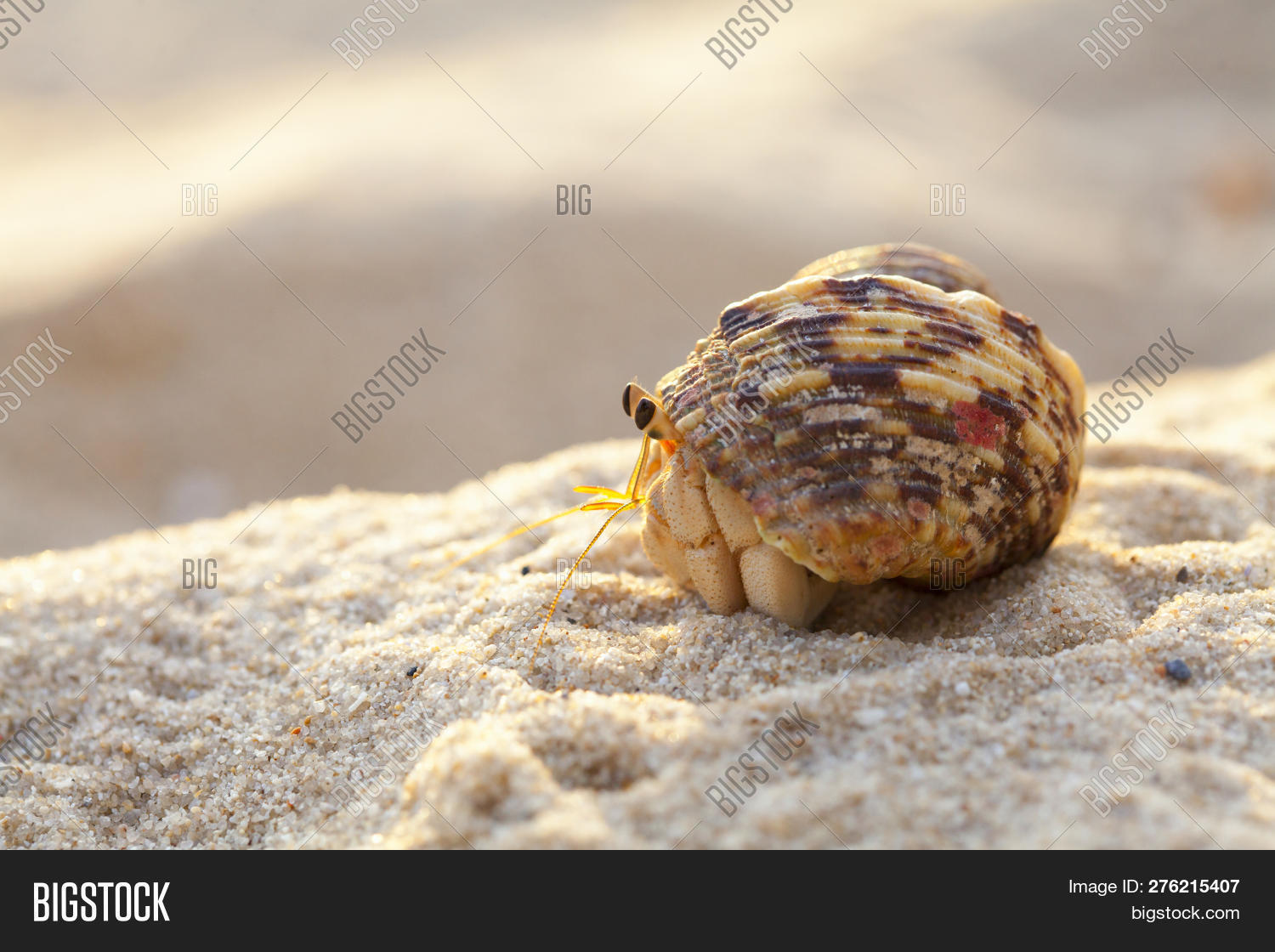 Small Hermit Crab Sand Image & Photo (Free Trial) Bigstock