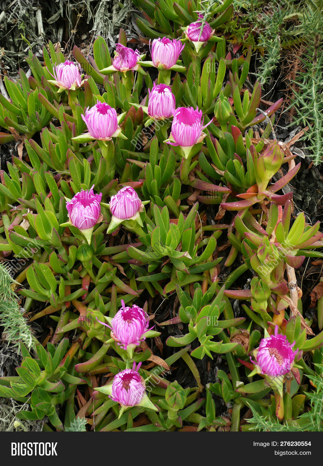 Ice Plant Flower Image Photo Free Trial Bigstock