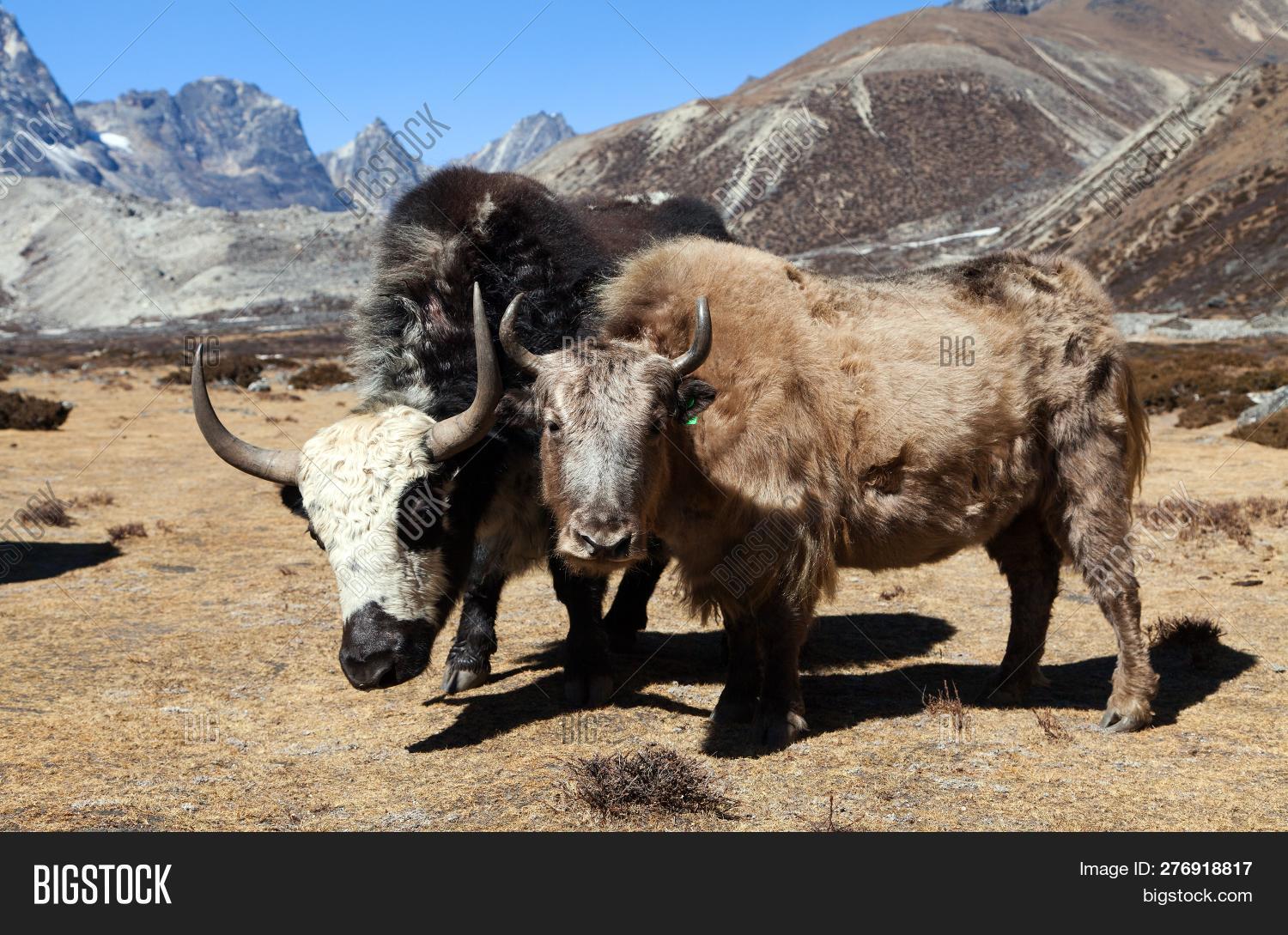 Group Two Yaks, Bos Image & Photo (Free Trial) Bigstock