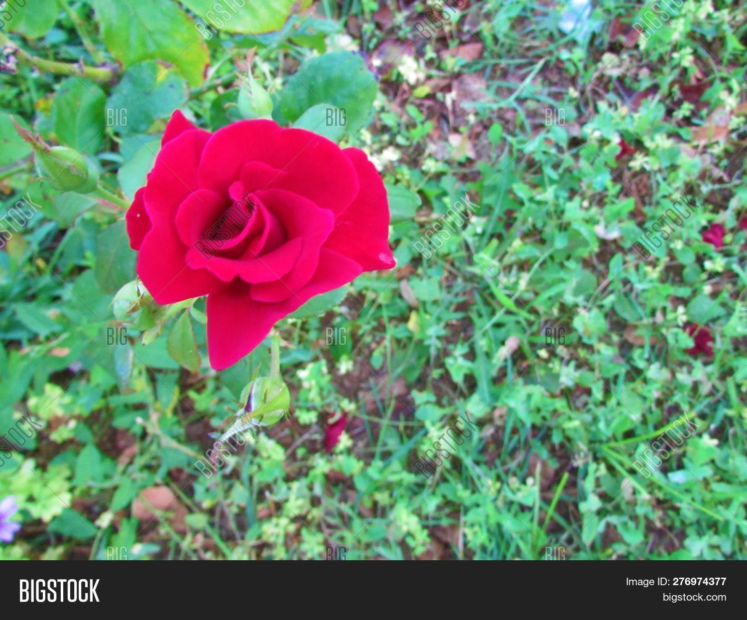 Red Rose Tree Flower Image Photo Free Trial Bigstock