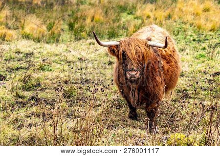 Highland Cattle - Bo Ghaidhealach -heilan Coo - A Scottish Cattle Breed With Characteristic Long Hor