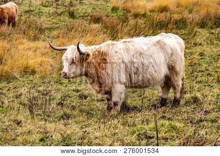 Highland Cattle - Bo Ghaidhealach -heilan Coo - A Scottish Cattle Breed With Characteristic Long Hor