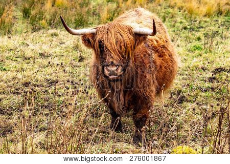Highland Cattle - Bo Ghaidhealach -heilan Coo - A Scottish Cattle Breed With Characteristic Long Hor
