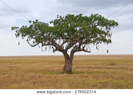 Sausage Tree (kigelia) On Savanna Landscape In Africa