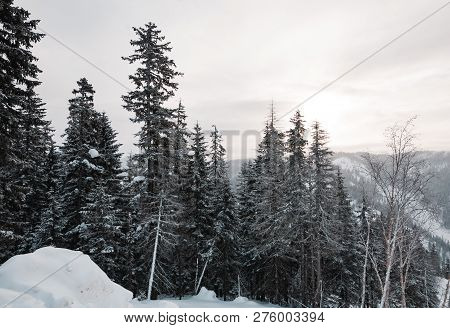 The Magical Snowy Pine Forest In The Mountains Near Lake Amut Of The Khabarovsk Territory. Russia. B
