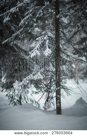The Magical Snowy Pine Forest In The Mountains Near Lake Amut Of The Khabarovsk Territory. Russia. B