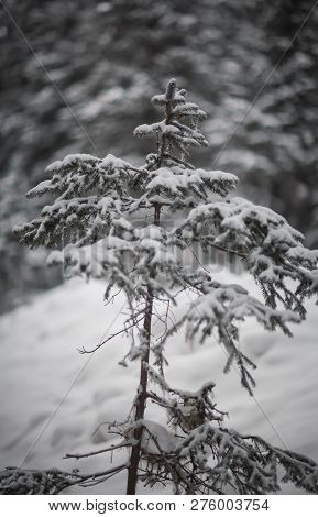 The Magical Snowy Pine Forest In The Mountains Near Lake Amut Of The Khabarovsk Territory. Russia. B