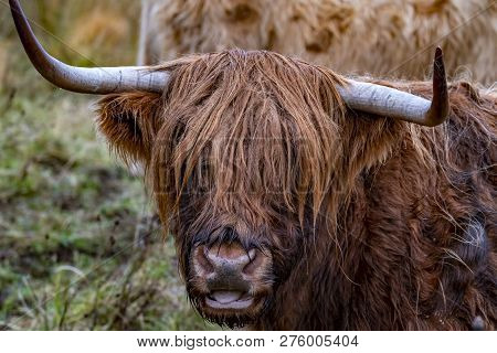 Highland Cattle - Bo Ghaidhealach -heilan Coo - A Scottish Cattle Breed With Characteristic Long Hor