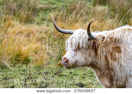 Highland Cattle - Bo Ghaidhealach -heilan Coo - A Scottish Cattle Breed With Characteristic Long Hor