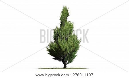 Juniper Topiary On A Sand Area - Isolated On White Background - 3d Illustration