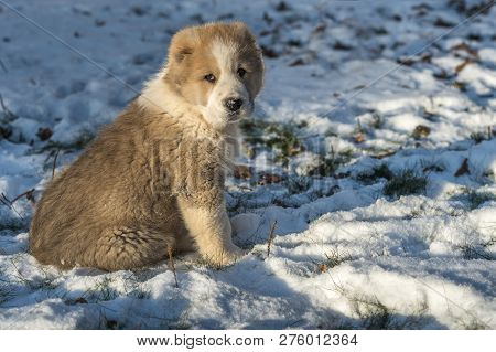 Alabai Dog Puppy