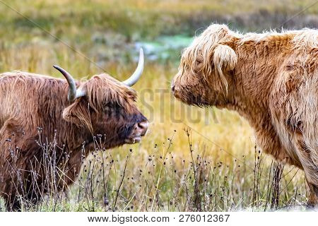 Highland Cattle - Bo Ghaidhealach -heilan Coo - A Scottish Cattle Breed With Characteristic Long Hor