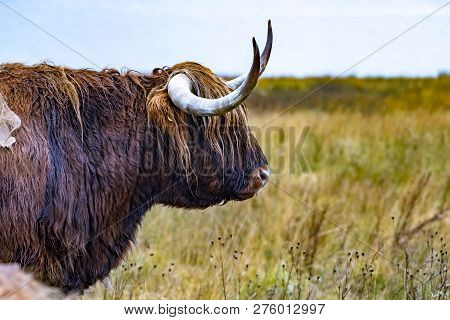 Highland Cattle - Bo Ghaidhealach -heilan Coo - A Scottish Cattle Breed With Characteristic Long Hor
