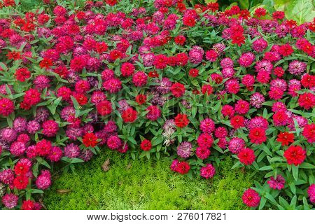 Colorful Beautiful Flowers Of Zinnia In The City Park.