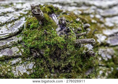 The Mos On This Log Was Majical In The Way It Looked
