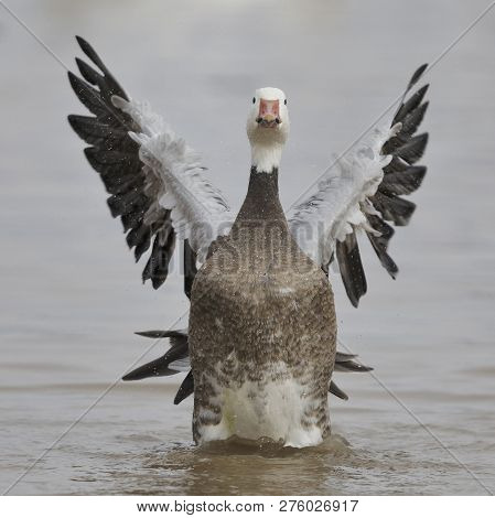 Snow Goose (chen Caerulescens), Dark Morph, Flapping Its Wings To Dry Them - Bosque Del Apache Nwr, 