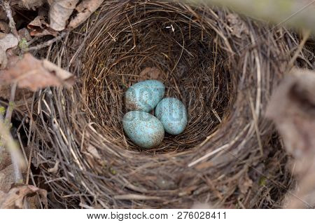 The Nest Of The Blackbird (turdus Merula). Three Turquoise Speckled Eggs In The Nest Of The Eurasian