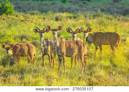 Herd Of Greater Kudu Females In The Grass Plain Of Karoo National Park. Beaufort West In South Afric