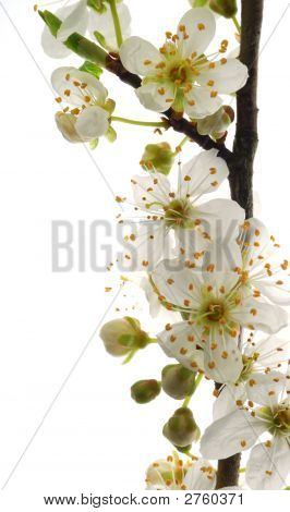 Mirabelle bianco fiori