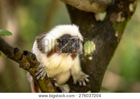 Cotton Top Tamarin Monkey, Saguinus Oedipus, Sitting On A Tree Branch