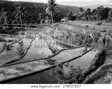 Rice Paddys With Water Irrigation In Bali, Indonesia