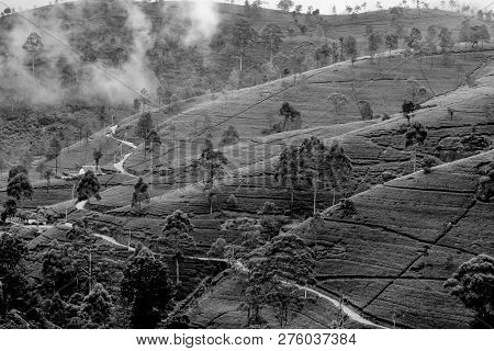 Green Tee Terrasses In The Highland From Sri Lanka In Fog Near Nuwara Eliya