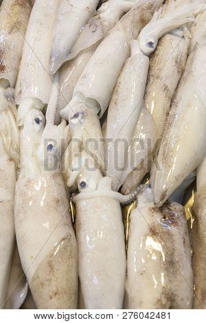 Whole Fresh Calamares Are Offered In The Fish Market