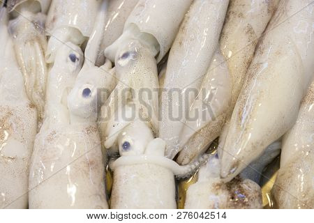 Whole Fresh Calamares Are Offered In The Fish Market