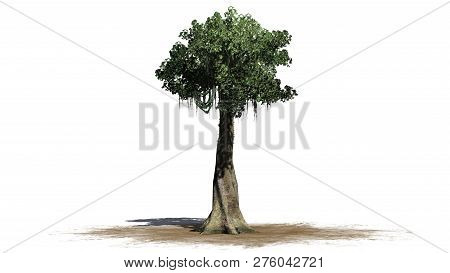 Kapok Tree On A Sand Area - Isolated On White Background - 3d Illustration