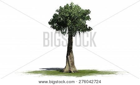 Kapok Tree On A Green Area - Isolated On White Background - 3d Illustration