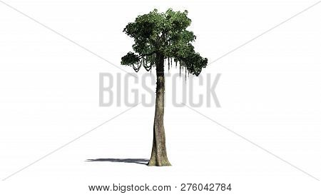 Kapok Tree With Shadow - Isolated On White Background - 3d Illustration