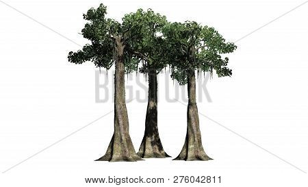Kapok Tree Cluster - Isolated On White Background - 3d Illustration