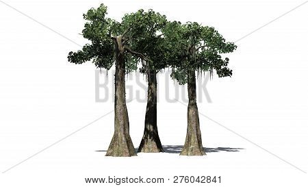 Kapok Tree Cluster With Shadow - Isolated On White Background - 3d Illustration