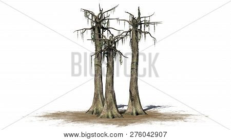 Kapok Tree Cluster In Winter On A Sand Area - Isolated On White Background - 3d Illustration