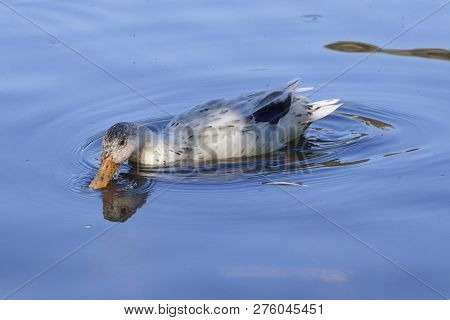 White Duck Swims In The Lake With Reflection