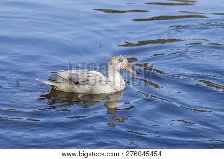 White Duck Swims In The Lake With Reflection