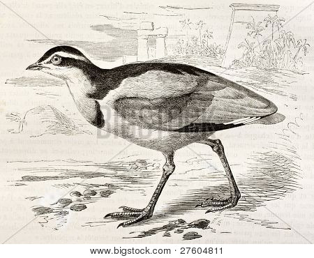 Egyptian plover old illustration (Pluvianus Aegyptius). Created by Kretschmer, published on Merveilles de la Nature, Bailliere et fils, Paris, ca. 1878