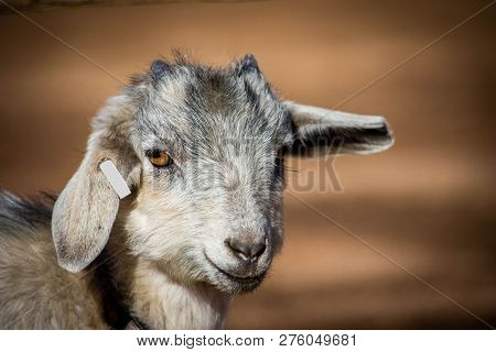 Adorable Baby Goat With Floppy Ears. Farm, Spring, State Fair And Educational Concepts.